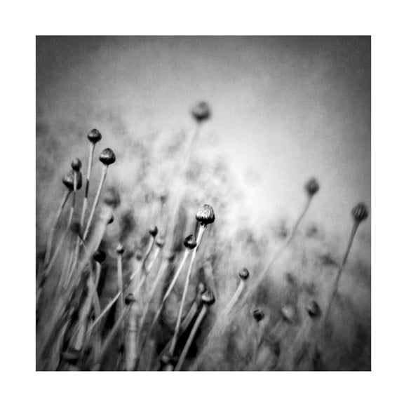 Canvas Wall Art - Vangelis Bagiatis 'Blossom Expectation' Wall Art for Living Room, Bedroom, or Office D?cor by Trademark Fine Art - 14 x 14 Inches