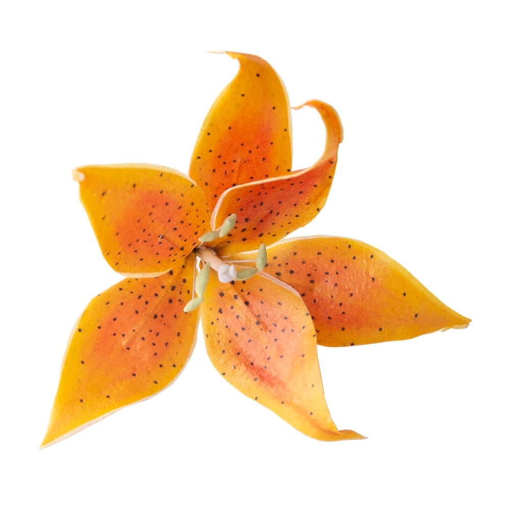 plant tiger lily bulbs Tiger Lotus Lily Bulb (Nypmhaea Zenkeri) – MarcusFishTanks main image 1
