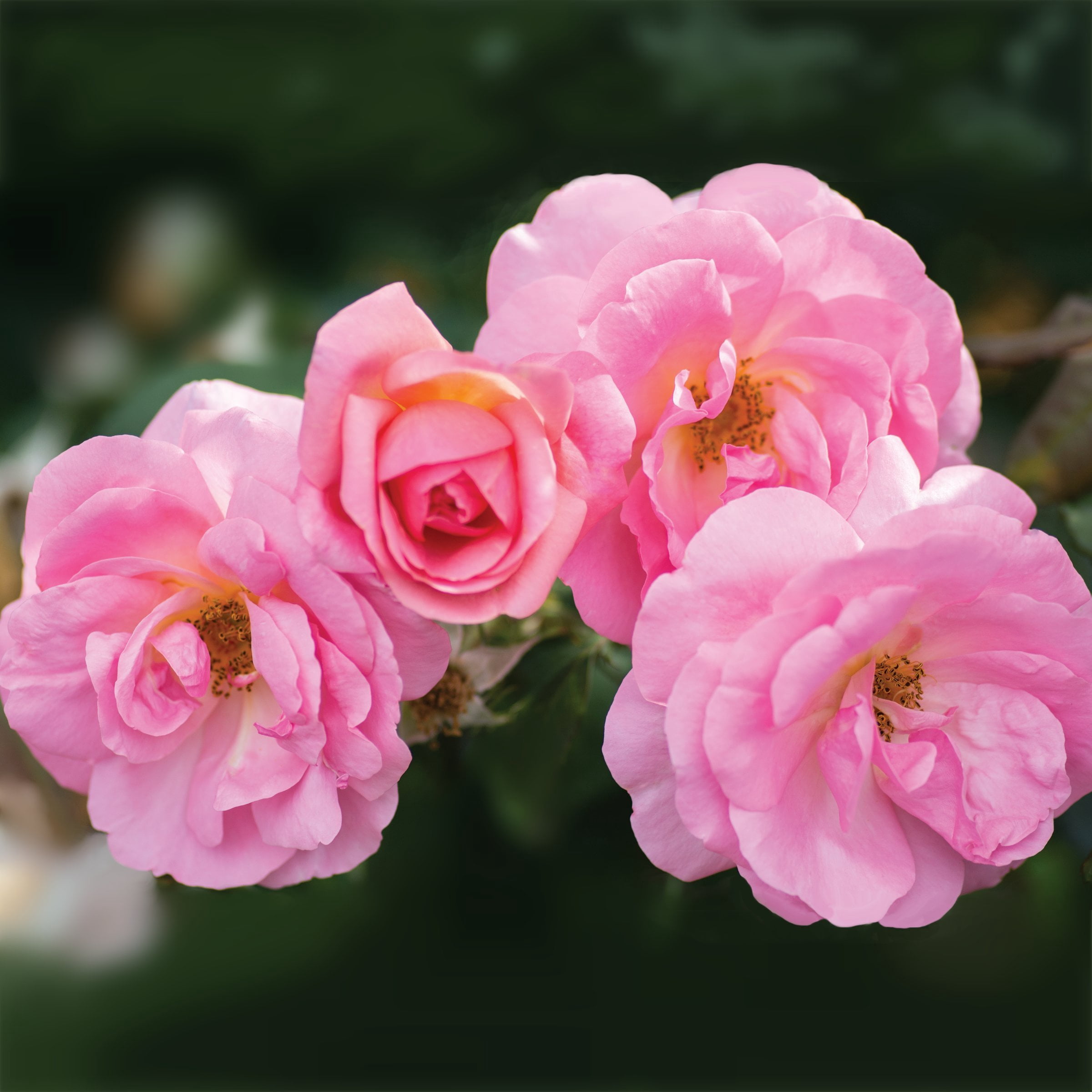 National Plant Network 1 gal. Rose Knockout Peachy
