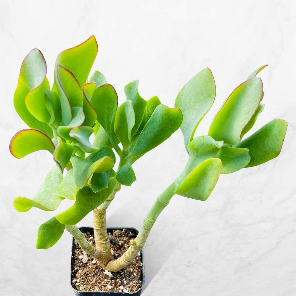 Succulent Plant, Crassula Arborescens Undulatifolia Ripple Jade, 5”6