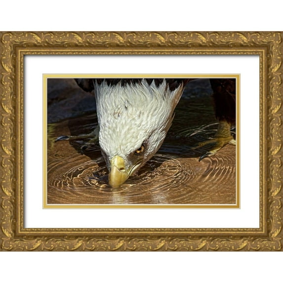 Cox, Mark 24x17 Gold Ornate Wood Framed with Double Matting Museum Art Print Titled - Cool Drink on a Hot Day