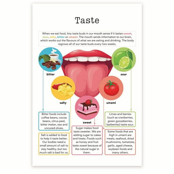 Bliss Monkey Co. Taste Poster - Anatomy of the Tongue Classroom Educational Poster - Taste Bud Diagram Biology Classroom 12 x 18 Inch Poster - Unframed - Premium 100lb Gloss - Made In USA - BMCP0239