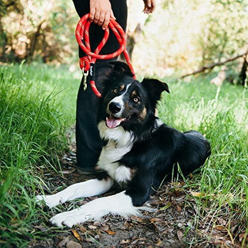 Climbers Dog Leash 6ft Purple
