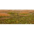 thumbnail image 2 of Gulin, Sylvia 24x13 Black Ornate Wood Framed with Double Matting Museum Art Print Titled - USA-New England-Maine-Mt-Desert Island-Acadia National park with lily pads in small pond with golde, 2 of 4