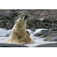 thumbnail image 2 of Young, Bill 32x23 White Modern Wood Framed Museum Art Print Titled - Norway, Svalbard Polar bear on snow, 2 of 4
