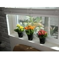 thumbnail image 6 of Blooming Kalanchoe Succulents | 3 Plants, 2.5in. Grow Pots; Filtered Sun | Element by Altman Plants, 6 of 8