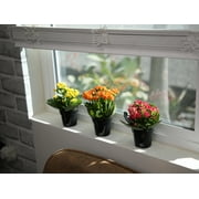 Blooming Kalanchoe Succulents | 3 Plants, 2.5in. Grow Pots; Filtered Sun | Element by Altman Plants
