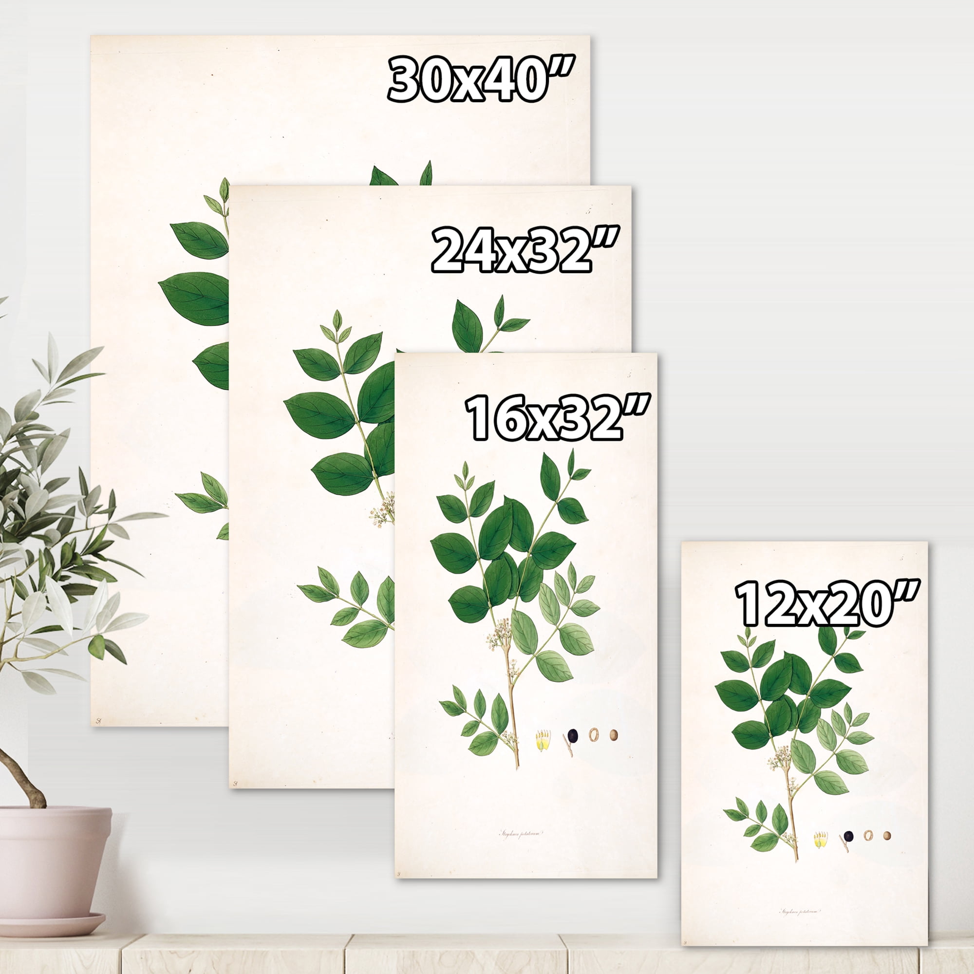Designart ' Ancient Botanicals VI ' Farmhouse Canvas Wall Art Print