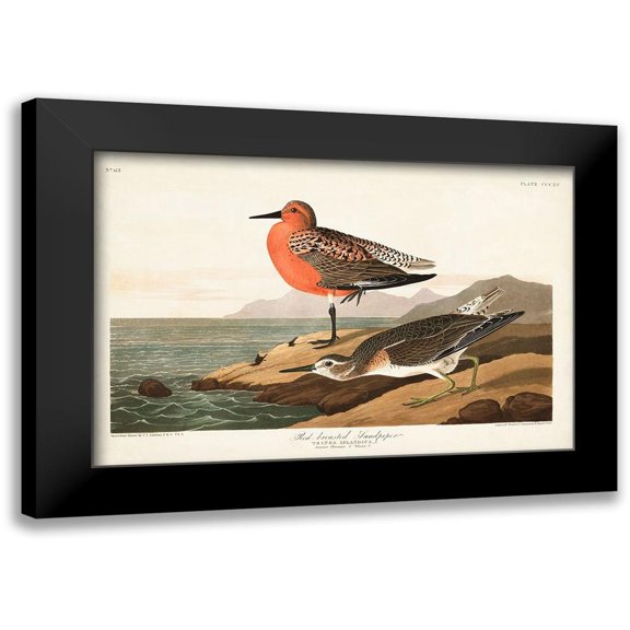 Audubon, John James 14x11 Black Modern Framed Museum Art Print Titled - Pl. 315 Red-breasted Sandpiper