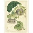 thumbnail image 2 of Art.com Antique Passionflower II Stretched Canvas Print Wall Art by M. Hart, 12" x 16", 2 of 4
