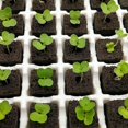 thumbnail image 4 of 50pcs Growth Plugs For Soilless Cultivation Strong Water Absorption Sowing Cubes For Water Cultivation, 4 of 5