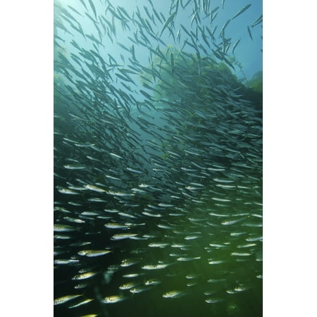 School of Pacific sardines in kelp forest Canvas Art - Brent BarnesStocktrek Images (12 x