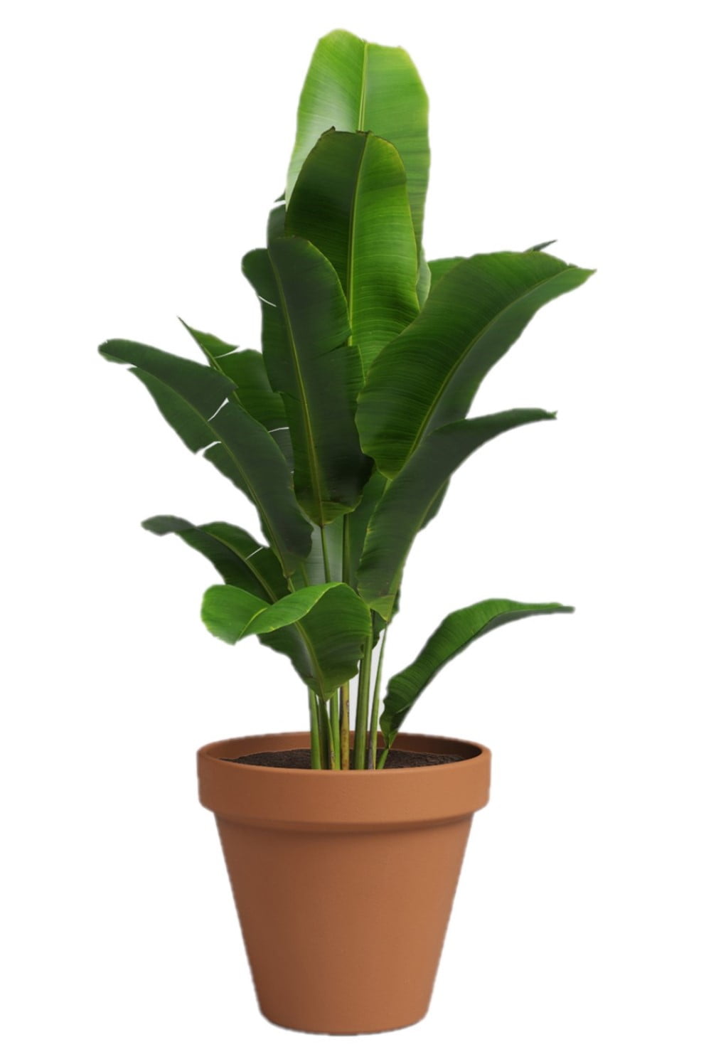 Artevasi 6 inch Round Terracotta Clay Pot with Drainage Hole To Prevent Over Watering