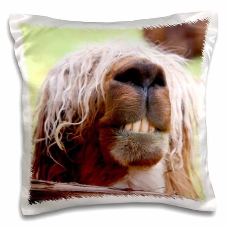 3dRose, Peru. Suri Alpaca wildlife, Awana Kancha - SA17 KWI0101 - Kymri Wilt, 16x16 inch Pillow Case