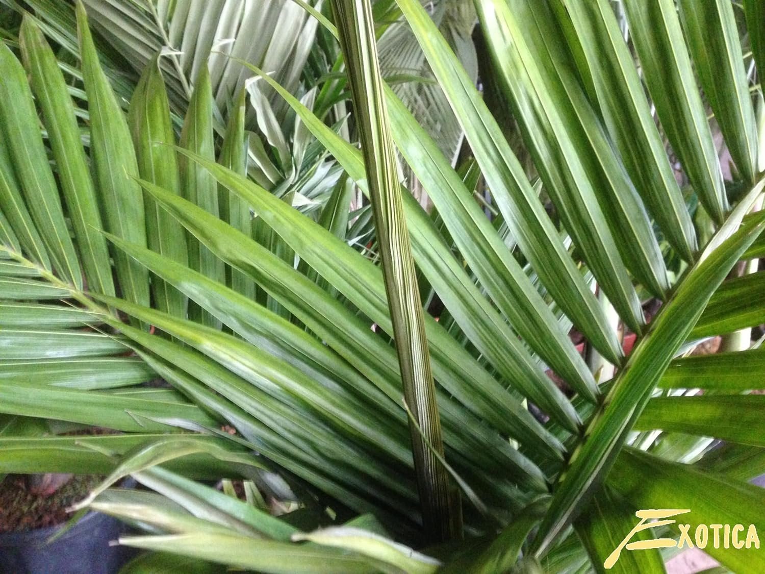 King Palm - Live Plant in a 3 Gallon Growers Pot - Archontophoenix Alexandrae - Rare Ornamental Palms of Florida - image 2 of 5
