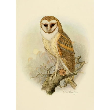 Birds Of California 1923 American Barn Owl Canvas Art A Brooks