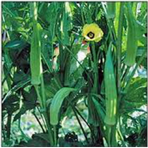 Clemson Okra Seeds - 200 Count Seed Pack - Non GMO - High yields of spineless, Tender Ribbed pods with Excellent Flavor.