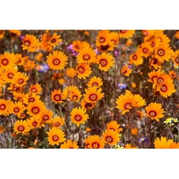 Danita Delimont PDDAF42RBE0099B Orange Spring Flowers Namaqualand South Africa Poster Print by Ralph H. Bendjebar, 17 x 11