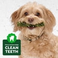 thumbnail image 5 of Greenies Occupy Twists Chicken Flavor Natural Dog Treats Petite Size, 17.5 oz Pack (20 Count), 5 of 8