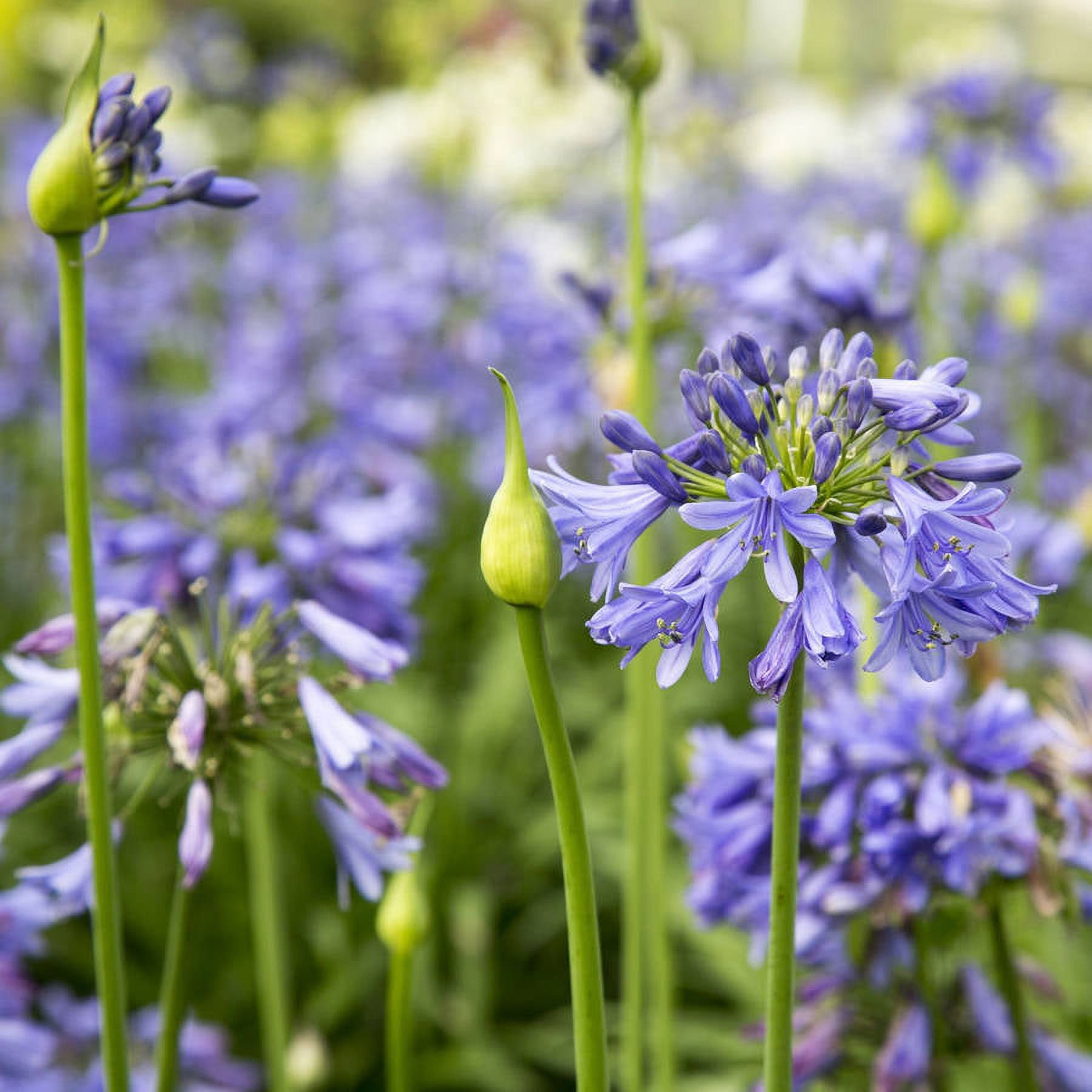 Southern Living Ever Sapphire Agapanthus 'Lily of the Nile' Live Shrub in 2.5-Quart Grower Pot
