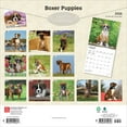 thumbnail image 2 of Boxer Puppies | 2026 12x24" (Hanging) Wall Calendar | Plastic-Free | BrownTrout, 2 of 9