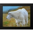 thumbnail image 2 of Fitzharris, Tim 14x12 Black Modern Framed Museum Art Print Titled - Mountain Goat, 2 of 5