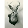 thumbnail image 2 of Art.com Stuffed Jackalope Art Print, 16" x 24", 2 of 4