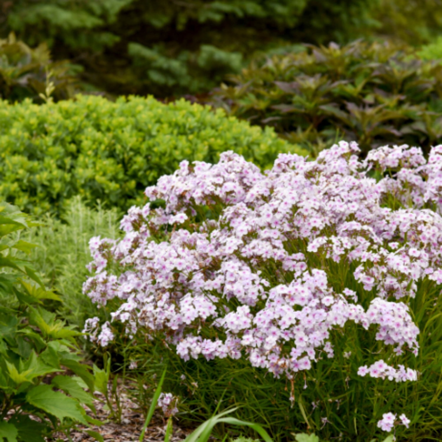 Proven Winners 6" 'Opening Act Pink-a-Dot' Phlox Live Plant in 7.5" Pot