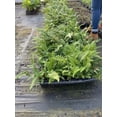thumbnail image 2 of 3 TASSEL FERN - Original - 4" Potted Plant - Live Plant, 2 of 2