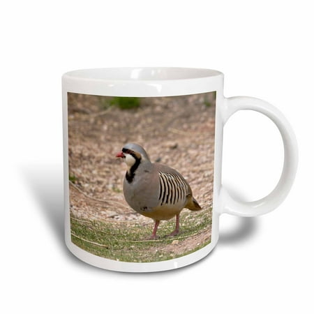 3dRose Chukar bird, Kodachrome Basin State Park, Utah - NA02 DJO0042 - Diane Johnson - Ceramic Mug,
