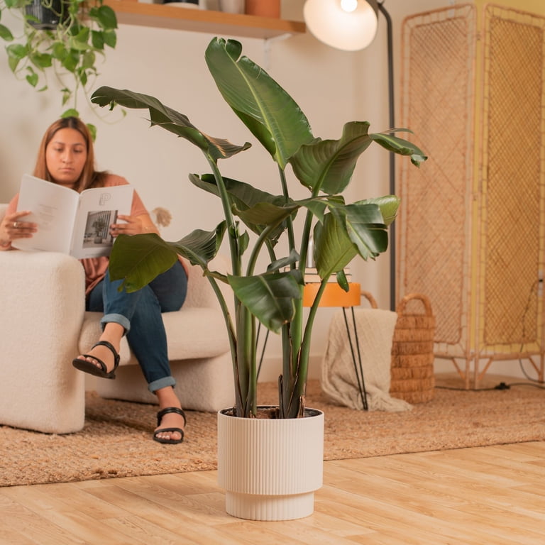 peace lilies plant 10 in. Peace Lily (Spathiphyllum) Plant in Extra Large Grower Pot