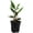 1 Plant, variant on Golden Brush Ginger - 4 Live Starter Plants - Burbidgea Schizocheila - Bold Dense Textured Outsdoor