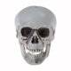 thumbnail image 1 of TQEHS Decoraciones de calaveras humanas, esqueleto de plástico, decoraciones de Halloween, café · AU, 1 of 1