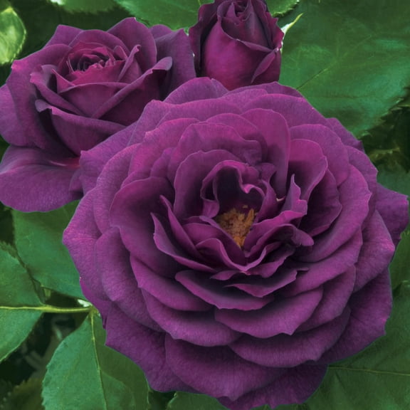 Direct Gardening Ebb Tide Tree Form Rose Dormant Bare Root Purple Flowering Starter Plant
