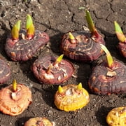 حقيبة قيمة لمبات زهور جلاديولوس البيضاء - 30 لمبة لكل عبوة - تجذب الفراشات والطيور الطنانة - جيدة مثل قطع الزهور - تنمو بشكل جيد في الحاويات - معمرة - حديقة حية