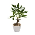thumbnail image 2 of Artificial Money Tree Bonsai, 9.84 in Faux Potted Plants for Desk Shelf Office Bathroom Decor, Green, 2 of 6