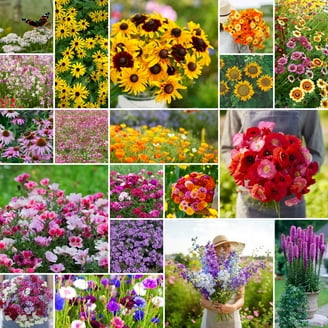 Eden Brothers Southwest Wildflower Mixed Seeds for Planting, 5 lb,  2,400,000+ Seeds with Cornflower, Blanket Flower | Attracts Pollinators,  Plant in Spring or Fall, Zones 3, 4, 5, 6, 7, 8, 9, 10 - Walmart.com