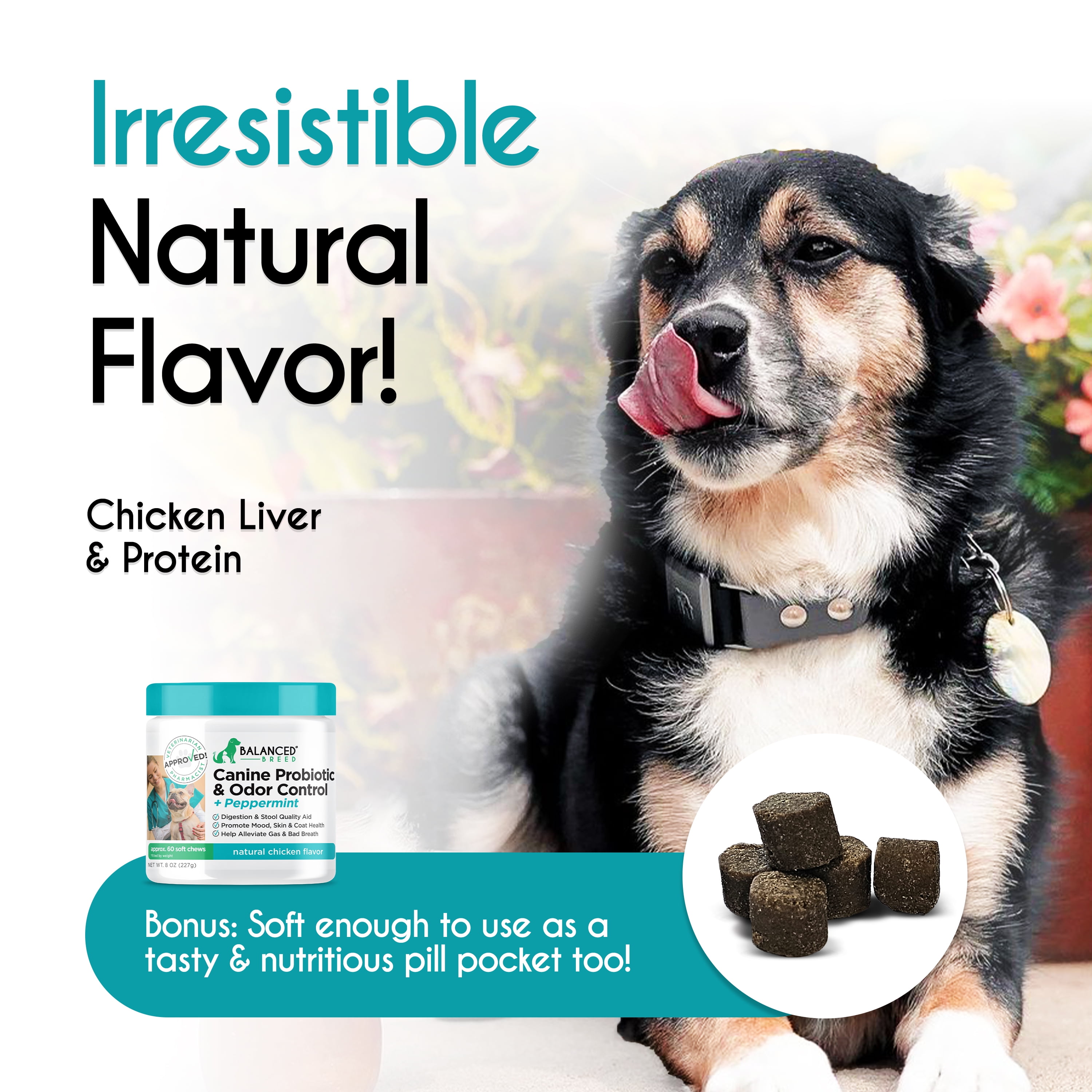 Balanced Breed Dog Probiotic & Odor Control Chews Bad Breath Digestion Enzyme Supplement Soft Chews, Chicken Flavor, 60 Count Jar