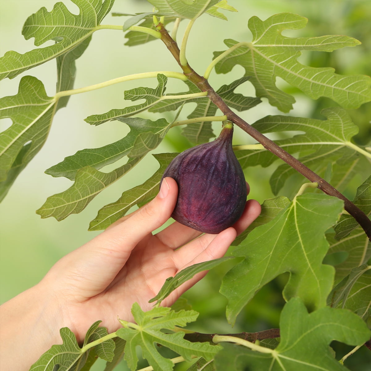 1 Gal. Chicago Hardy Fig Tree - Fruiting Cold Hardy Variety - Self Pollinating