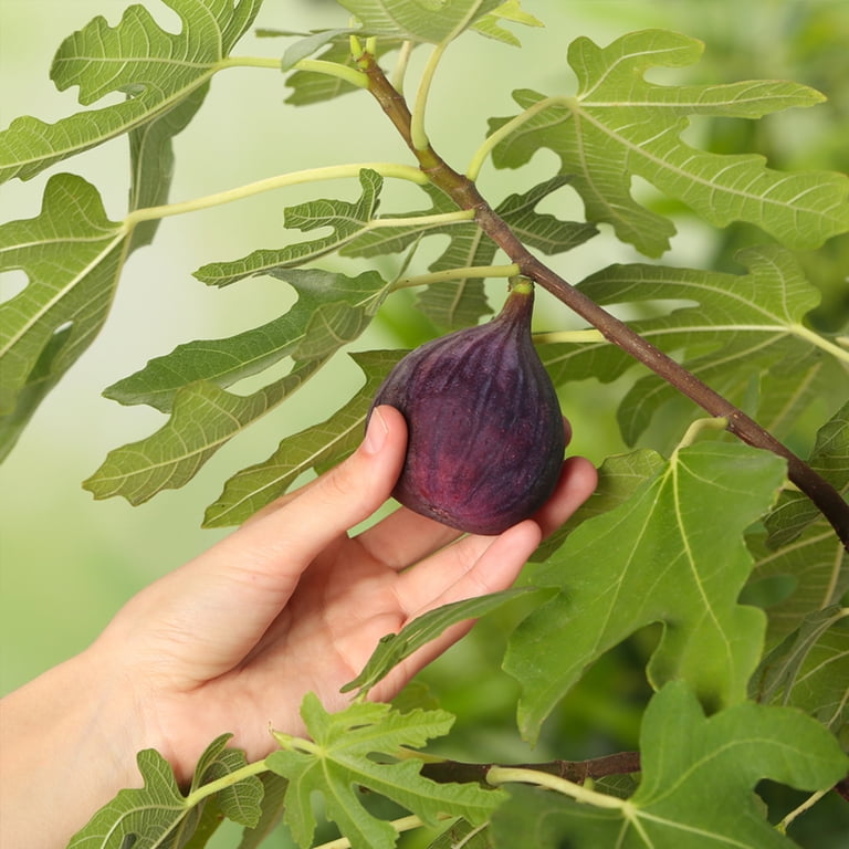 1 Gal. Chicago Hardy Fig Tree - Fruiting Cold Hardy Variety - Self