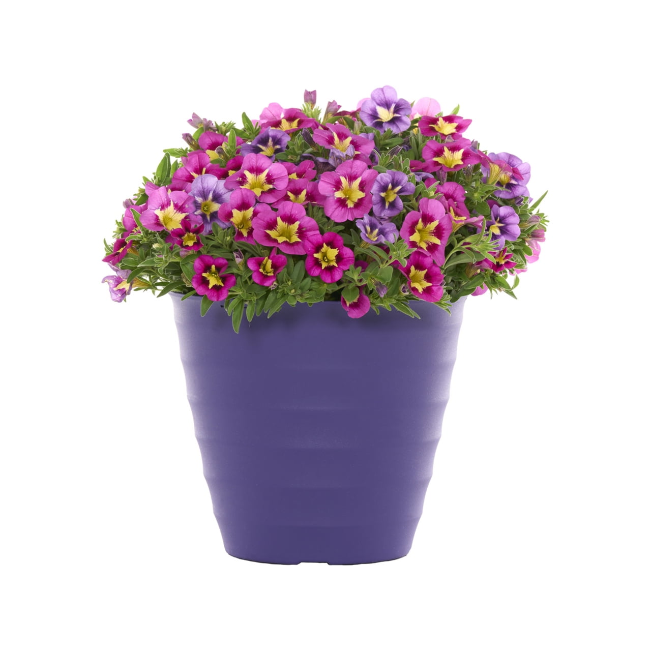 Better Homes & Gardens 3QT Multicolor Calibrachoa Live Annual Plant Decorative Pot Sun 2-Pack