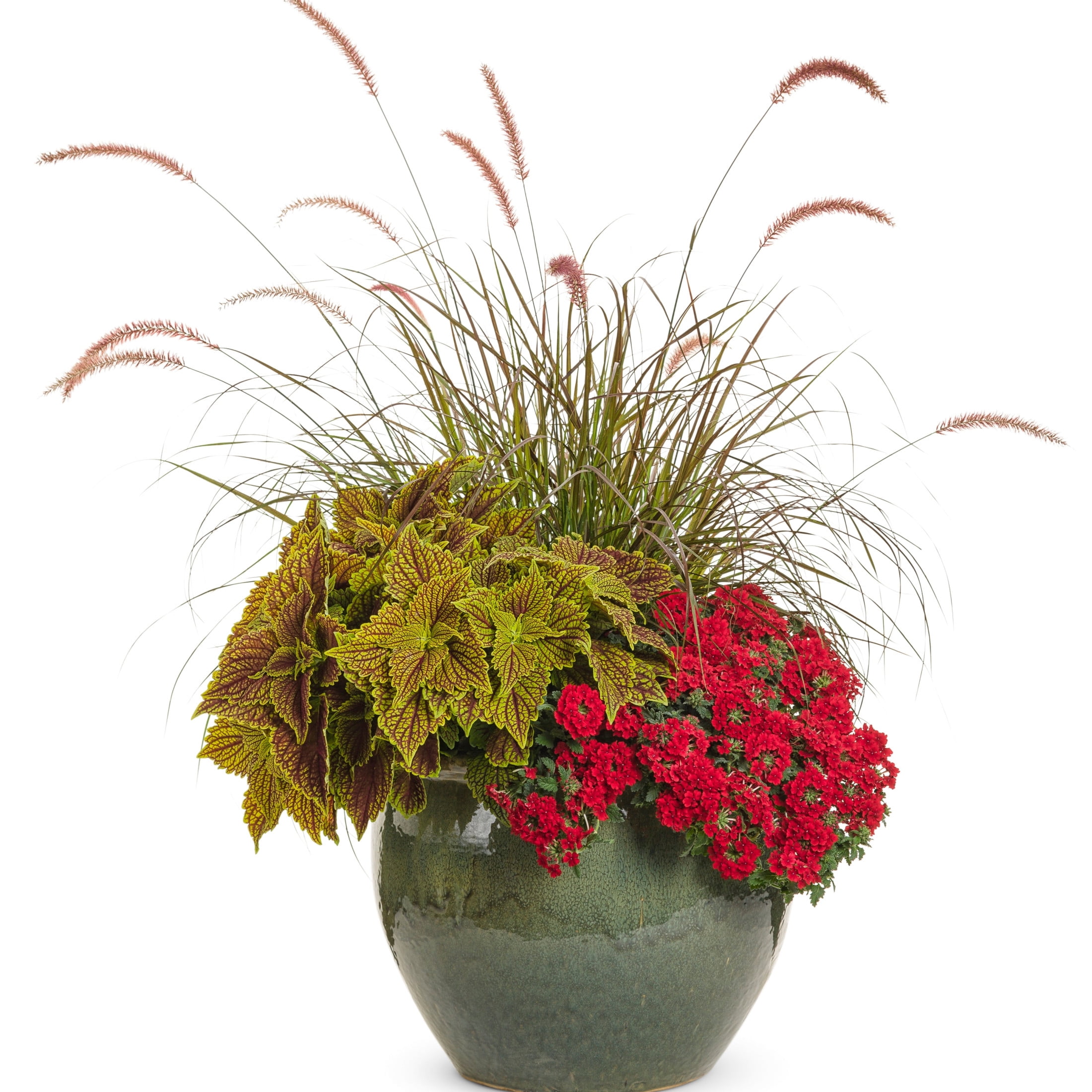 Proven Winners 4" Superbena Red Verbena Live Plant in 4.25" Pot (4 Count)
