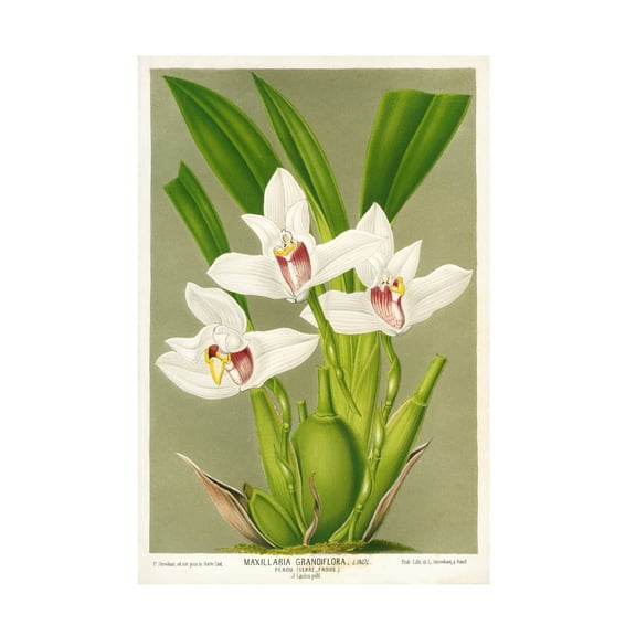 Trademark Fine Art Print Collection Maxillaria Orchid Canvas Wall Art - 30x47