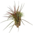 thumbnail image 4 of Bamboo Tillandsia Garden Mounted and Planted Moss, Air Plant Decoration, 4 of 6