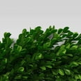 thumbnail image 4 of FM 21.25" Preserved Boxwood Wreath, 4 of 4