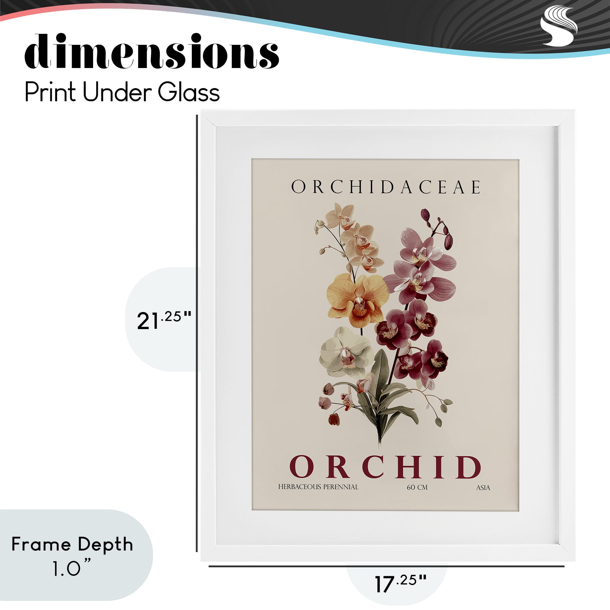 Stupell Industries Natural Orchid Bundle White Framed Print Under Glass, design by Christopher Giampietro
