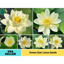 5 Rare Seeds| Green Star Lotus Seeds - Indian Lotus (Nelumbo nucifera) Seeds - Flower Seeds - B3G1 #Q043