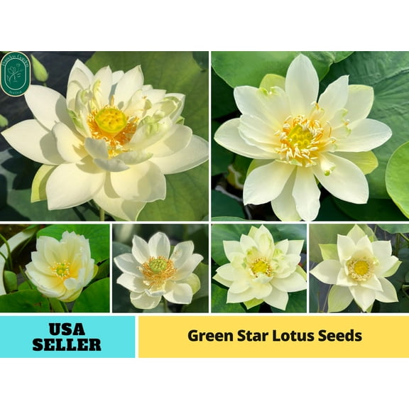5 Rare Seeds| Green Star Lotus Seeds - Indian Lotus (Nelumbo nucifera) Seeds - Flower Seeds - B3G1 #Q043