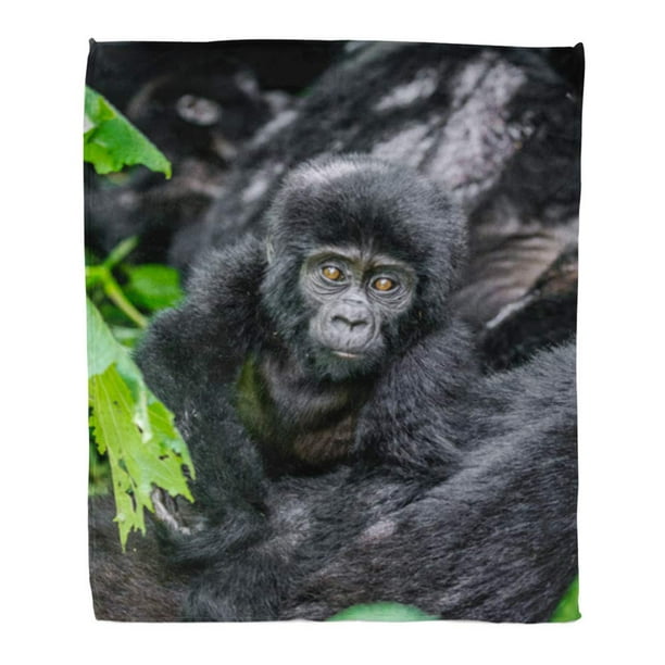 NUDECOR Jeter Couverture Chaude Impression Confortable Flanelle Portrait de la Montagne Bébé Gorille Uganda Bwindi Impénétrable Forêt Confortable Doux pour Canapé Lit et Canapé 50x60 Pouces