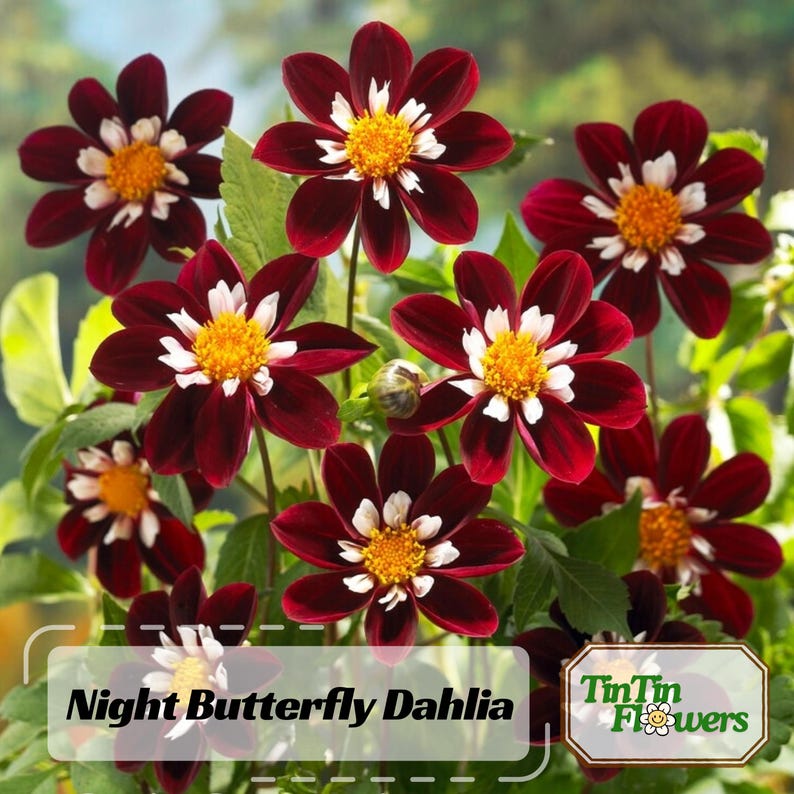 40 Night Dahlia Seeds, Perennial Heirloom Mix, Pollinator Friendly Flower Seeds for Garden Blooms
